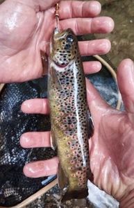 Brown Trout