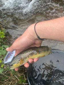 Brown Trout