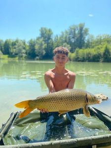 Common Carp