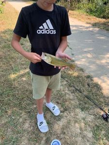 Largemouth Bass
