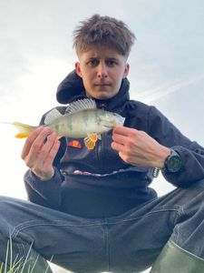 Yellow Perch