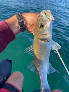 European Bass (Seabass)