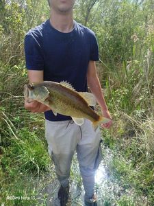 Largemouth Bass