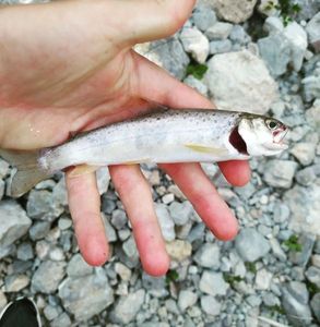 Brown Trout