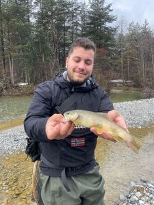 Brown Trout