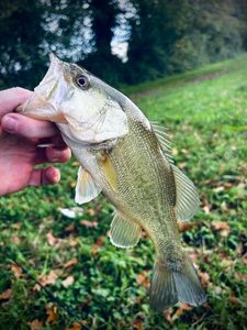 Largemouth Bass