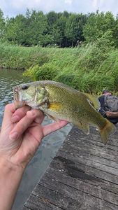 Largemouth Bass
