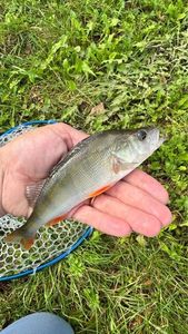 European Perch