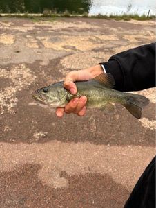 Smallmouth Bass