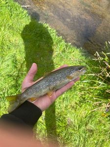 Brown Trout