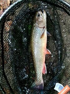 Brook Trout