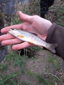 Brown Trout