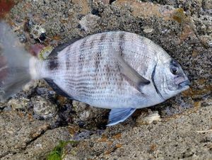 White Seabream