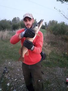 Northern Pike