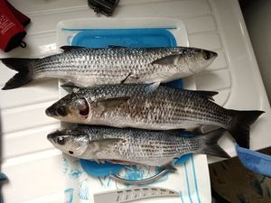 Thicklip Grey Mullet