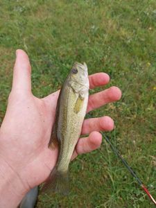 Smallmouth Bass