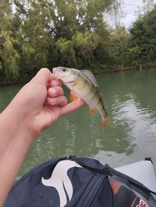European Perch