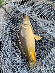 Leather Carp