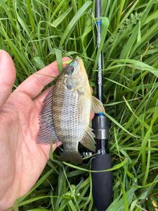 Tilapia