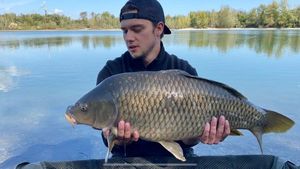 Common Carp