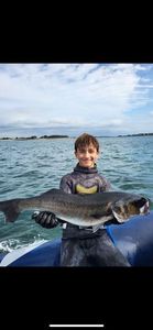 European Bass (Seabass)