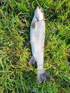 Rainbow Trout