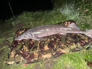 Sturgeon