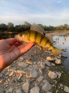 European Perch