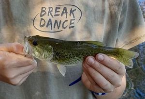 Largemouth Bass