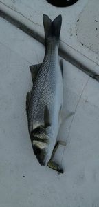 European Bass (Seabass)