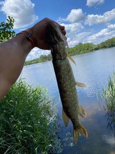 Northern Pike