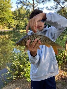 Mirror Carp