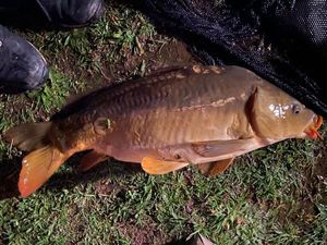 Mirror Carp
