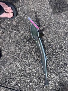 Pilotfish