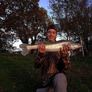 Zander