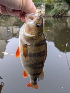 European Perch
