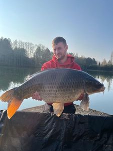 Common Carp