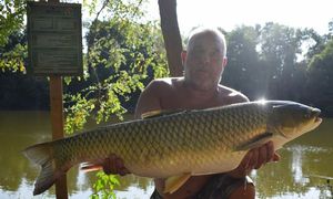 Carpe Amour (Carpe de Roseau)