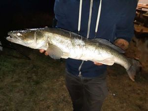 Zander