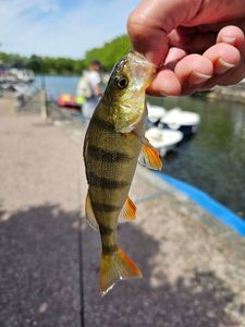 European Perch