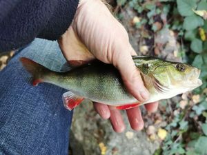 European Perch