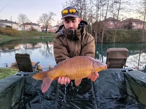Common Carp