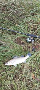 European Bass (Seabass)