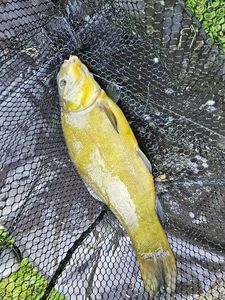 Tench