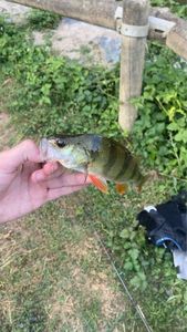 European Perch