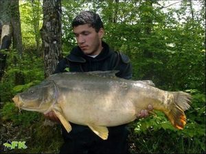 Mirror Carp