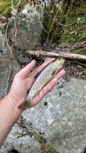 Brown Trout
