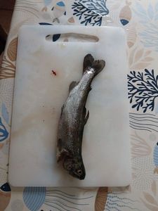 Rainbow Trout