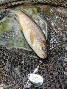 Brown Trout