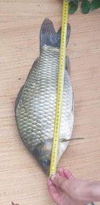 Crucian Carp